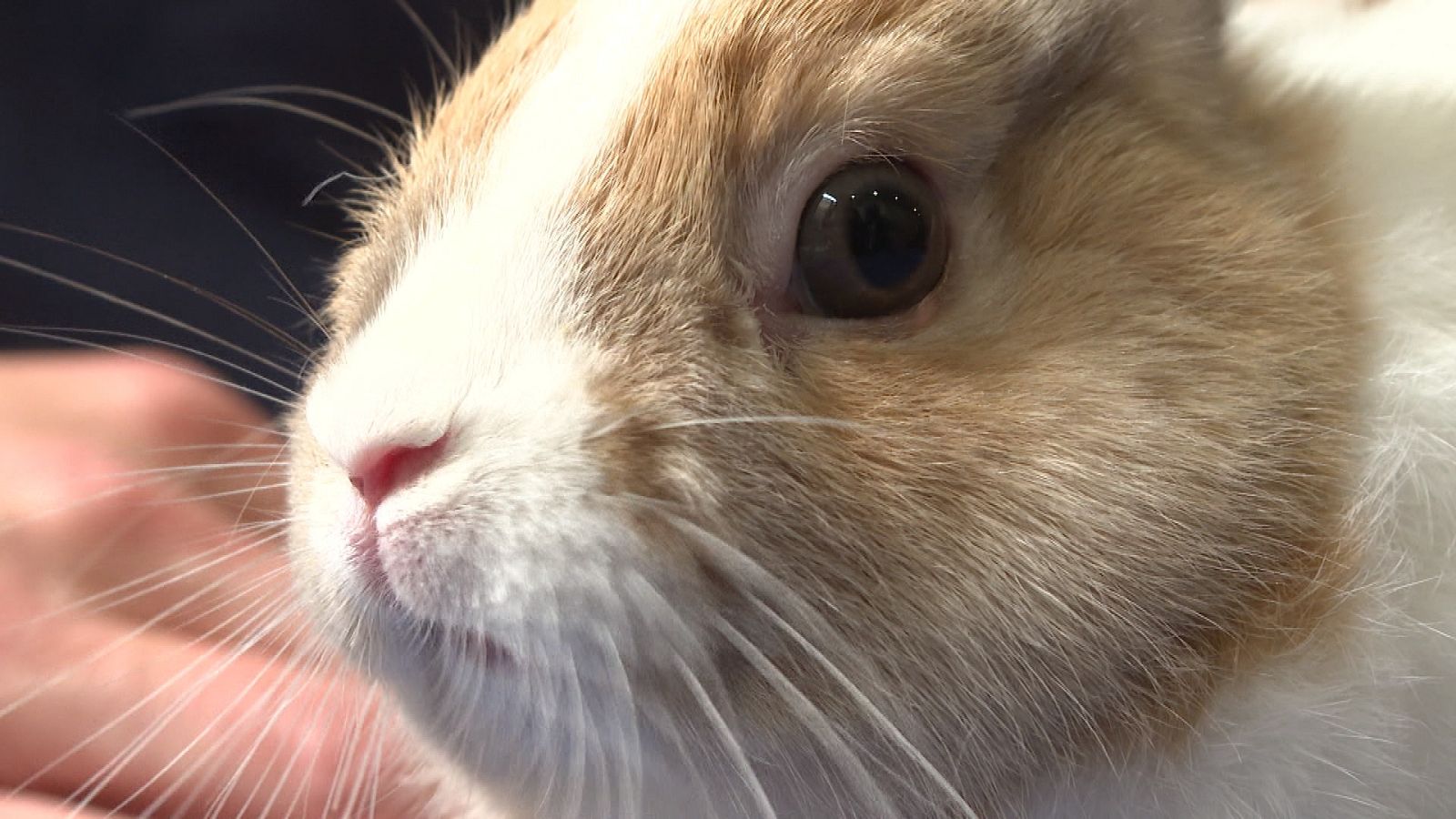 Repor - El año del conejo - ver ahora