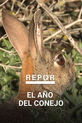 Repor - El año del conejo
