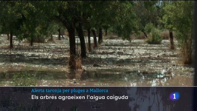 Alerta taronja per pluges a Mallorca - 02/06/23 - Veure ara