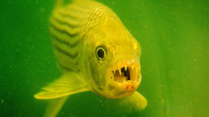 La vida en los ríos de Africa - Río Limpopo