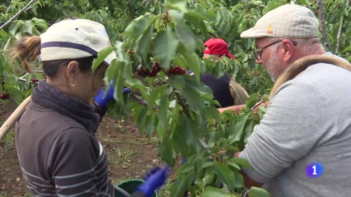 Telediario Fin de Semana - Las lluvias arruinan las cerezas del Jerte