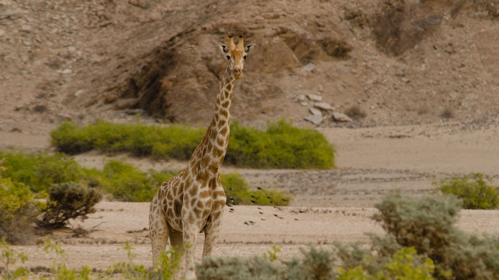 La vida en los ríos de África - Episodio 3: Río Hoanib - ver ahora