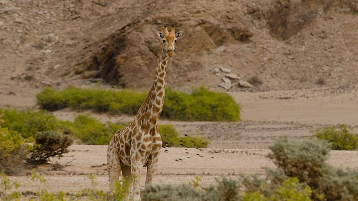 La vida en los ríos de Africa - Río Hoanib