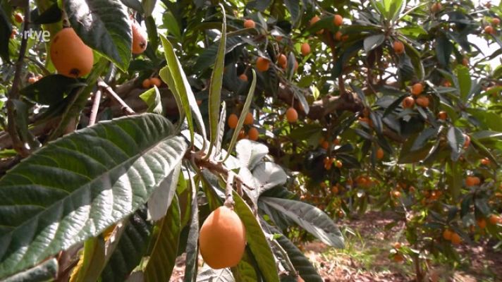 Aquí la Tierra - El níspero, una fruta muy rica