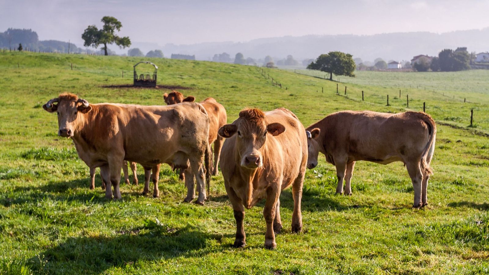 Los ganaderos podrían mover las reses que estaban bloqueadas por la tuberculosis bovina - Ver ahora
