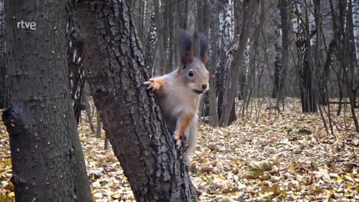 La aventura del Saber - ¿Cómo afecta la deforestación a la biodiversidad?