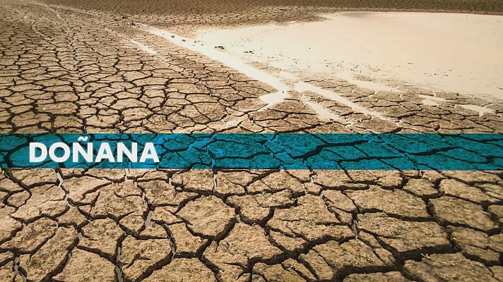 Noticias Andalucía - Polémica por los regadíos en Doñana