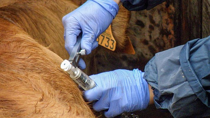  - Castilla y León: Sigue el choque por los controles ganaderos