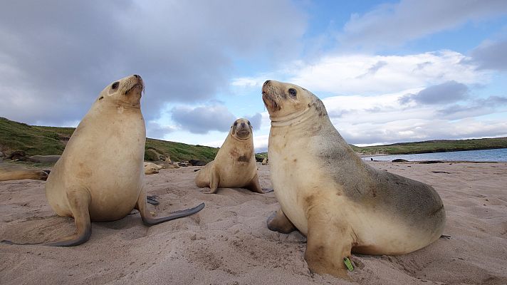 Maravillas del océano - Islas de vida
