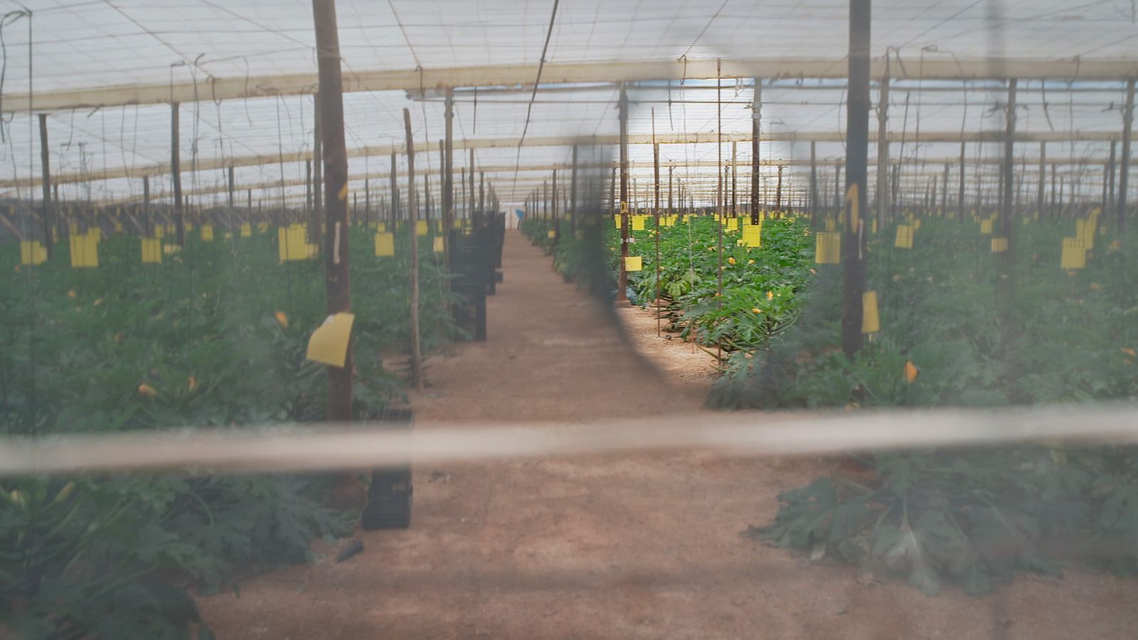 En Portada - "Bajo el plástico", martes a las 20 horas en RTVE Play