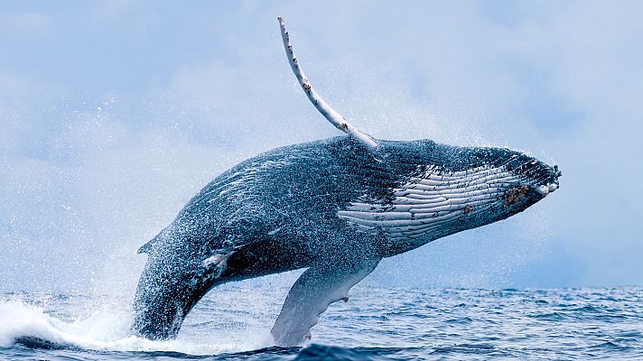 Maravillas del océano - Depredador o presa