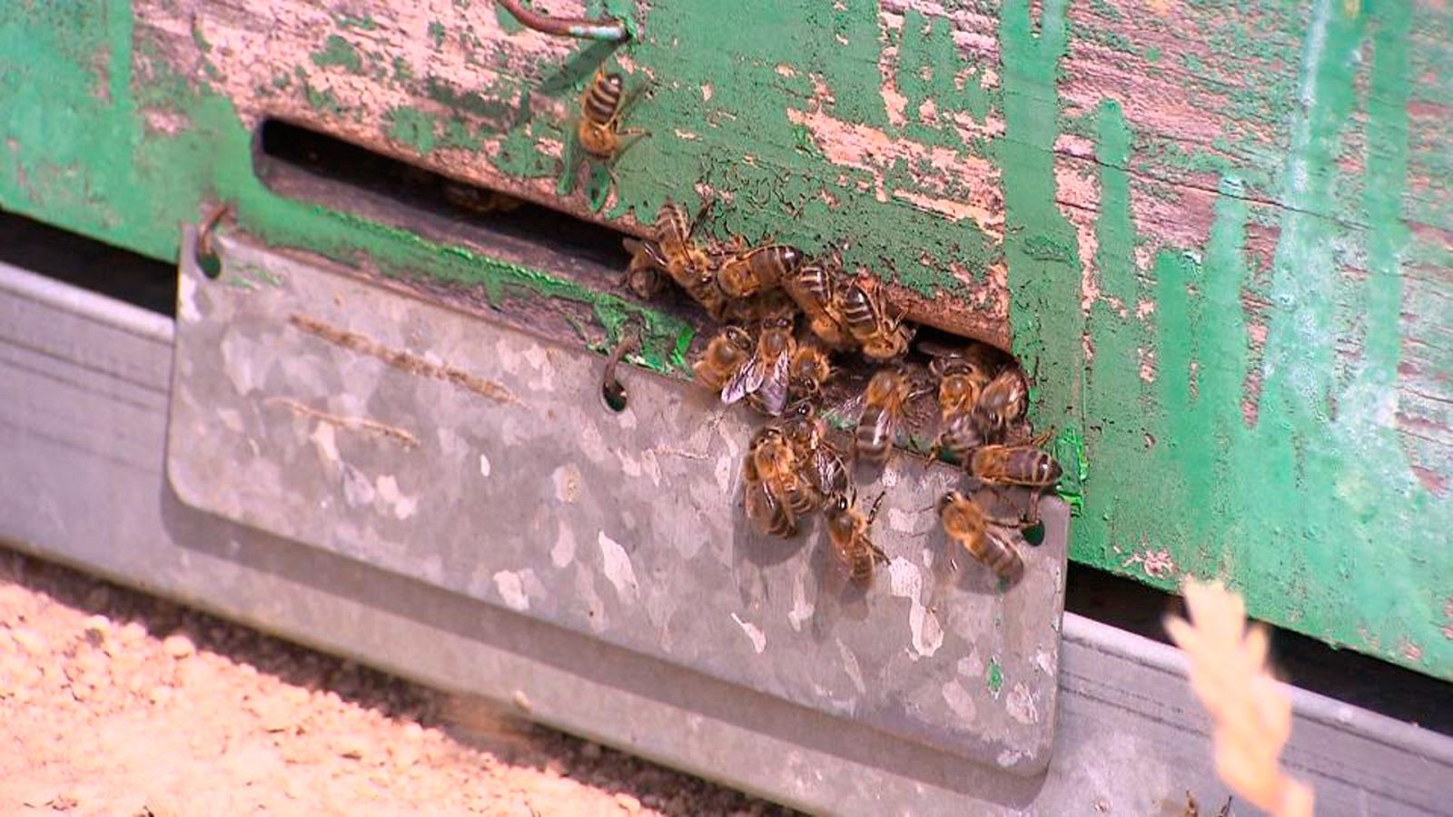 El futuro de las abejas | Ver