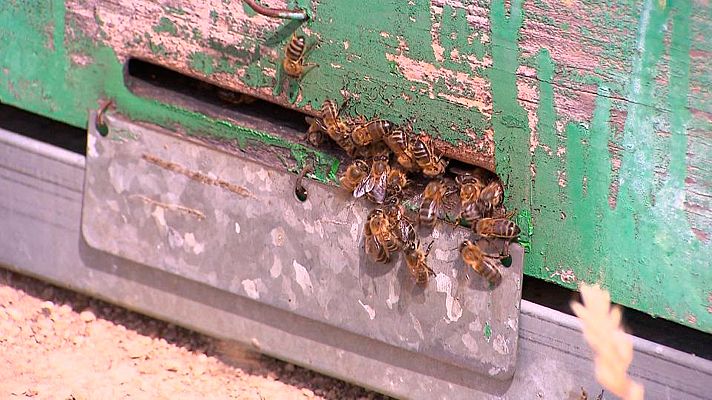  - El escarabajo verde - Avance Dulce desafío