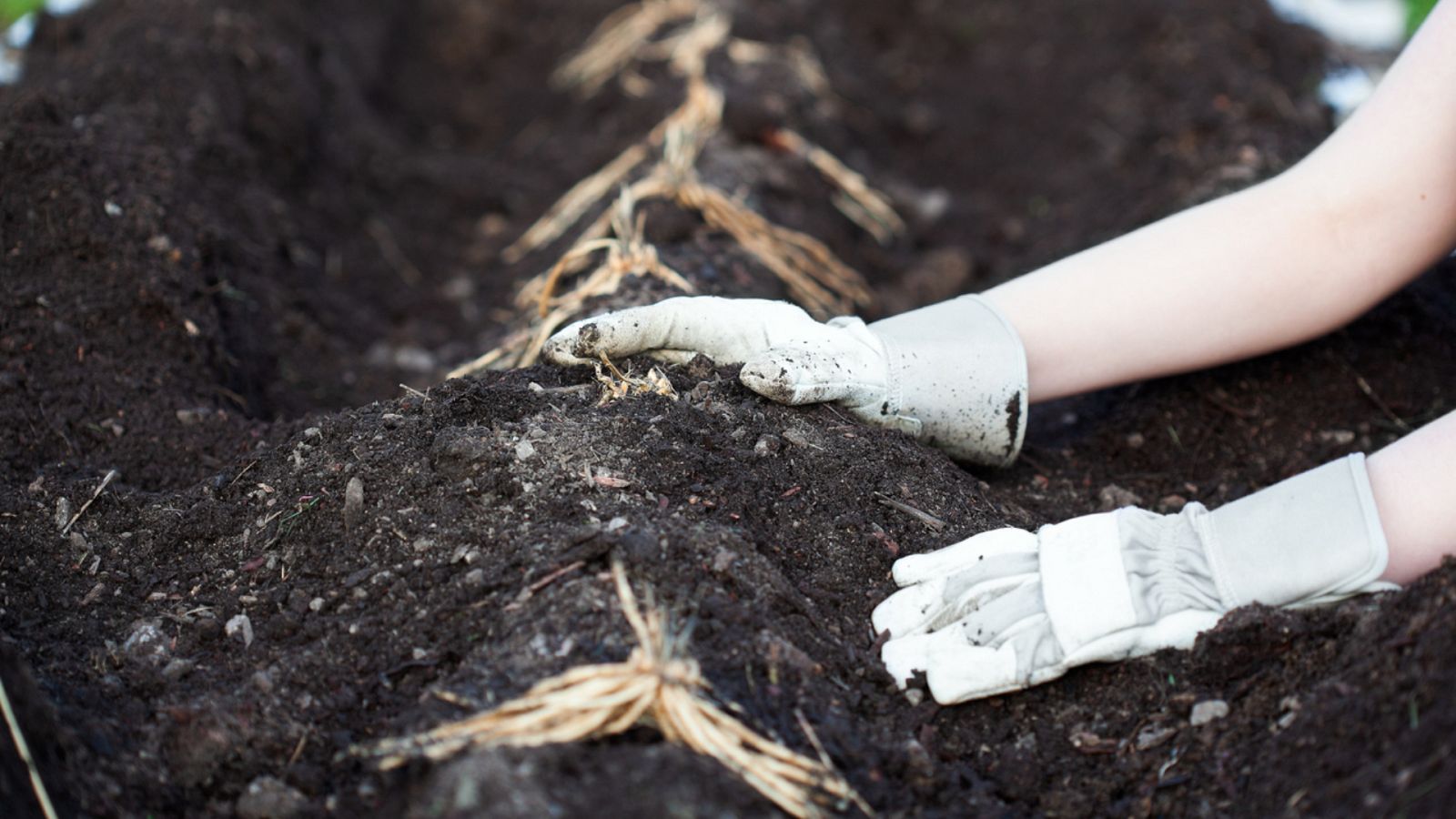 Aquí la Tierra - Cómo sembrar espárragos