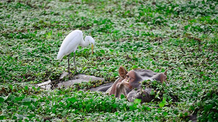 La vida en los ríos de Africa - Río Zambeze