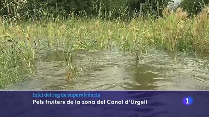L'Informatiu - Inici del reg de supervivència a la zona del Canal d'Urgell