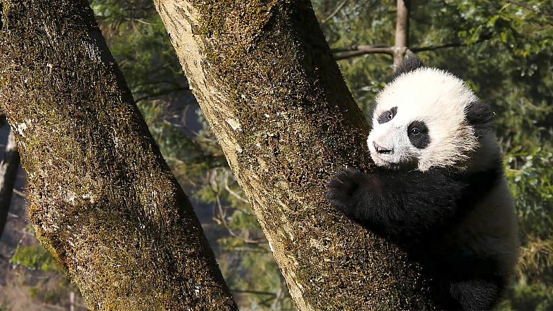 Cuatro estaciones en el reino del oso panda - Episodio 2: Aprender en libertad