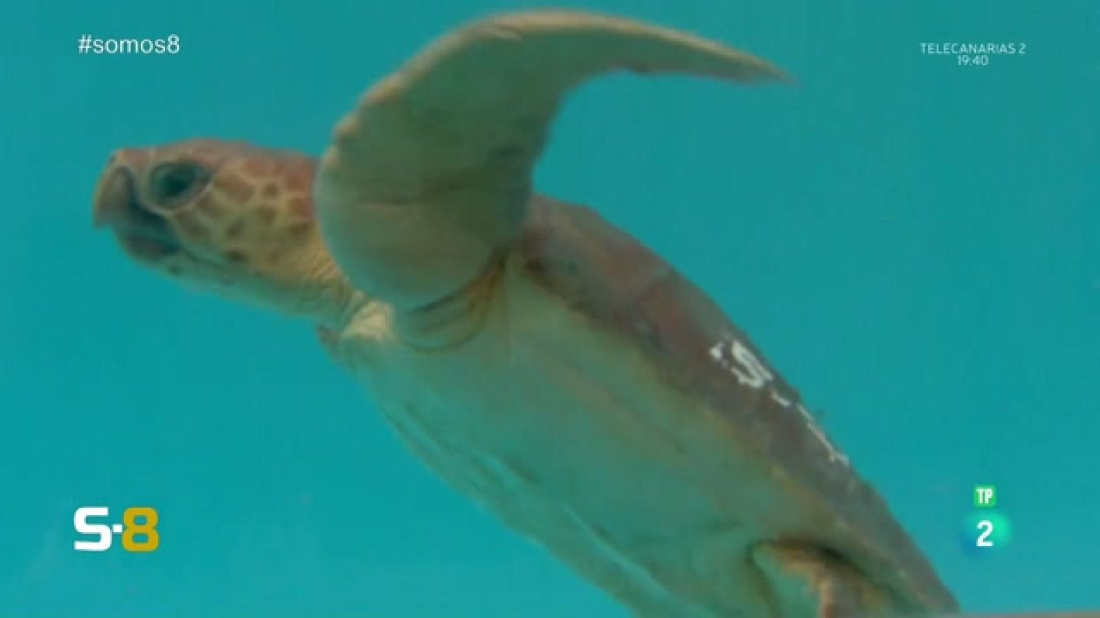 Somos 8 - 14/06/2023 | Magazine de la actualidad canaria - Somos 8 | Ver