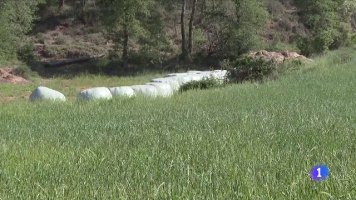 L'Informatiu - La sequera obliga alguns ramaders a sacrificar bestiar