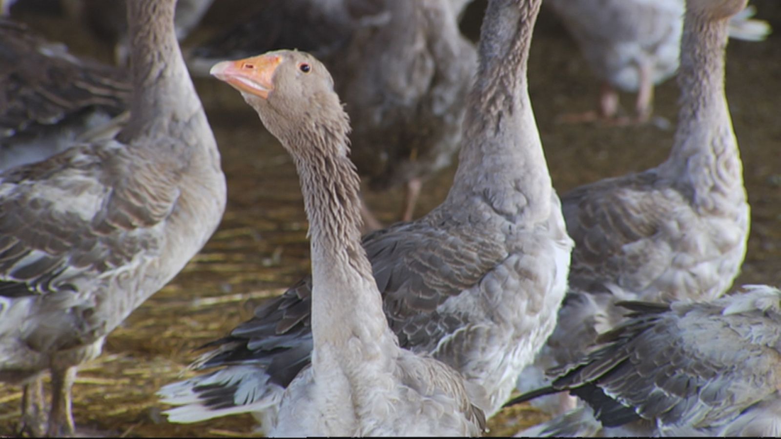 Protocolo de urgencia para combatir la gripe aviar en l'Albufera