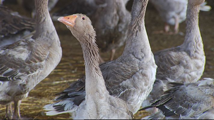 L'informatiu - Comunitat Valenciana - Protocolo de urgencia para combatir la gripe aviar en l'Albufera