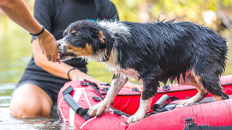 Rescates en directo: personas que salvan a animales atrapados y lo publican en redes sociales