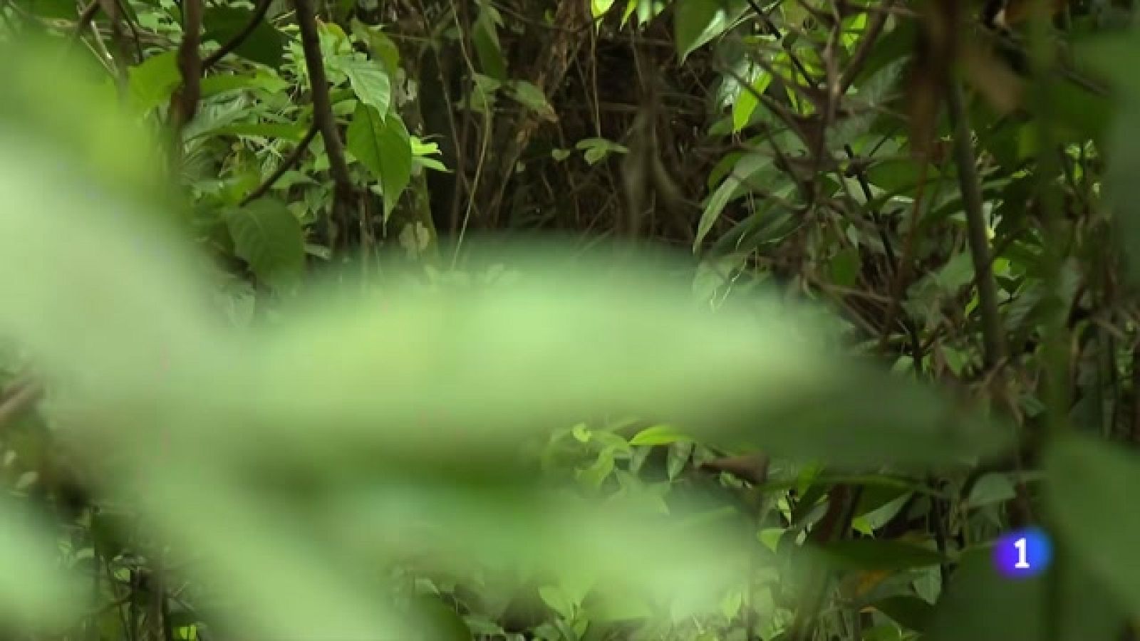 Colombia: menores rescatados en la selva -Ver ahora