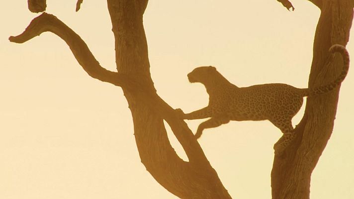 La vida en el África ardiente - El leopardo calor y arena
