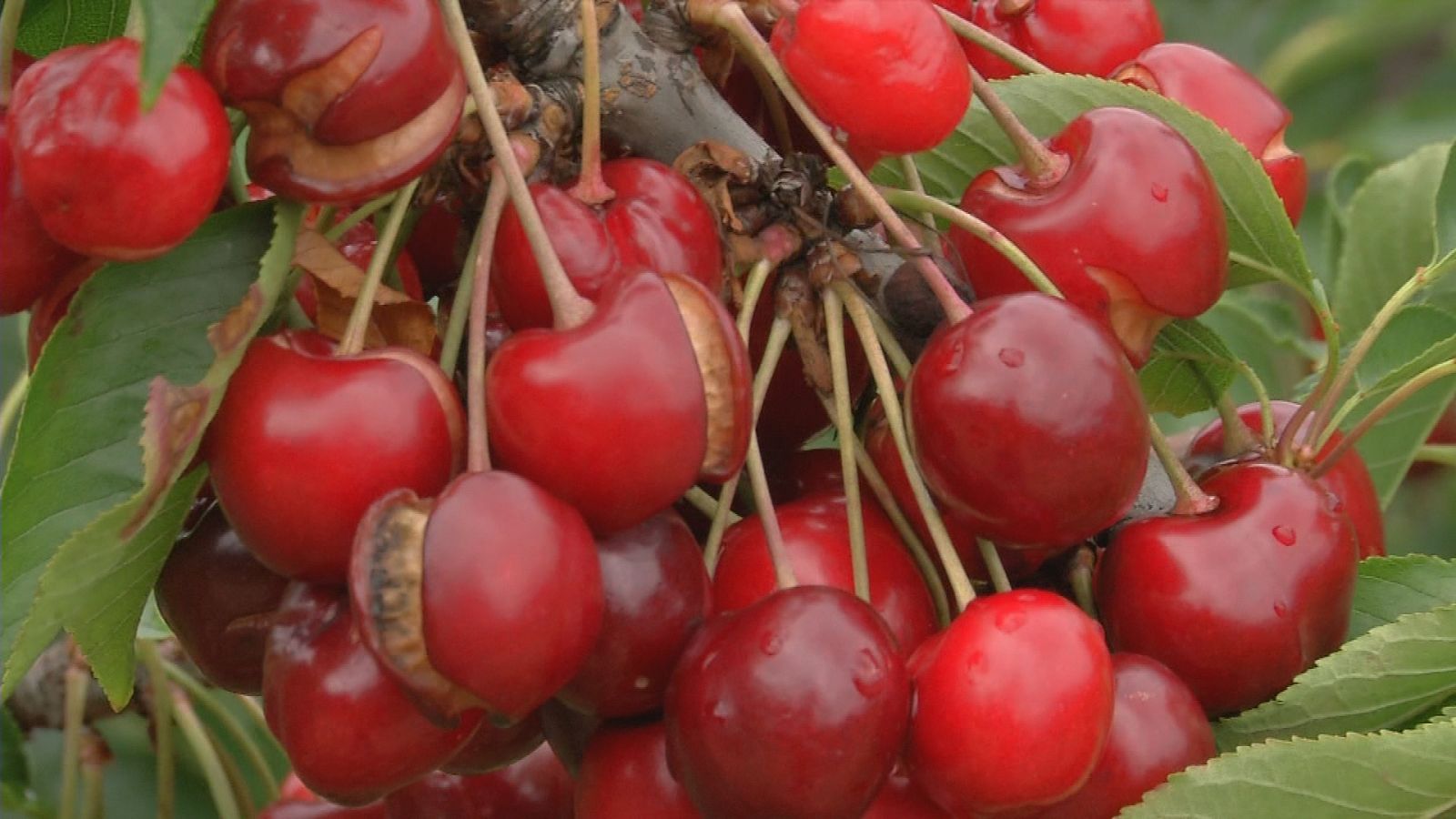 Comando actualidad - Llueve tarde y mal - Ver ahora