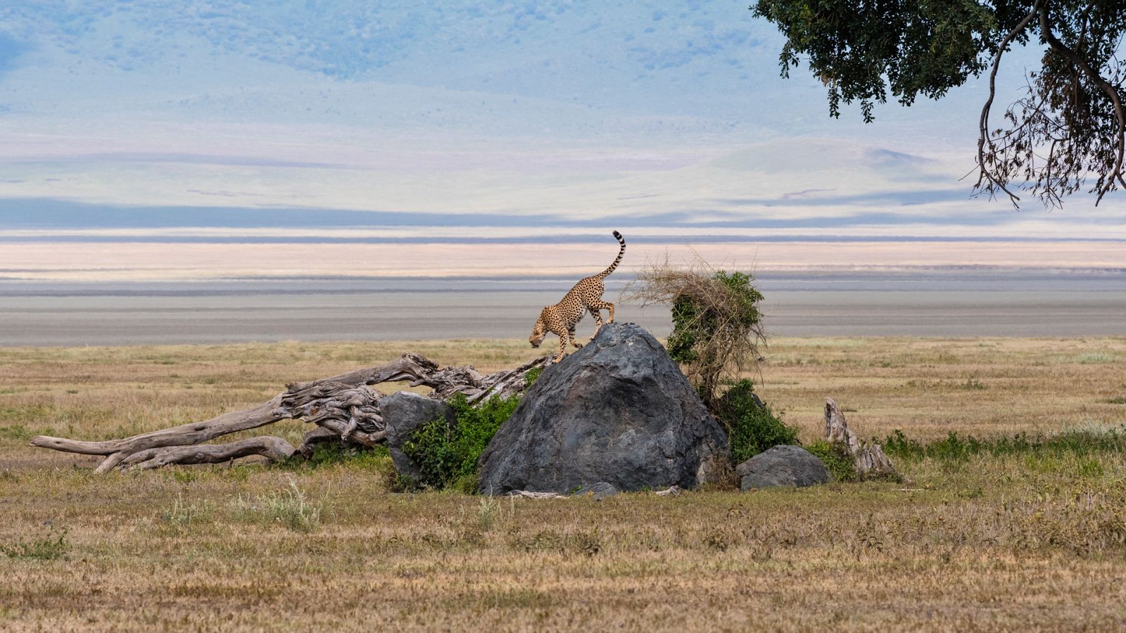 La vida en el África ardiente - Episodio 3: Las abrasadoras llanuras del guepardo - ver ahora