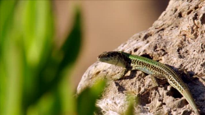 Somos Documentales - La playa, la vida salvaje alrededor de la sombrilla