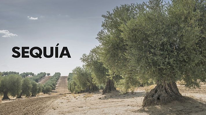 Noticias Andalucía - Desembalse urgente para el olivar