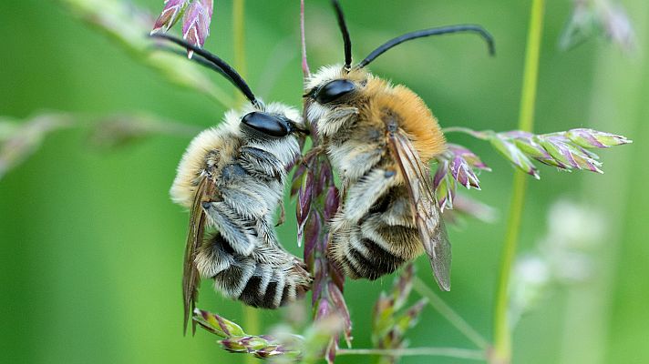 Hijas del sol - Abejas silvestres