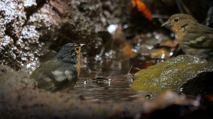 Planeta selva - Selvas en el mar. Laurisilva de Canarias
