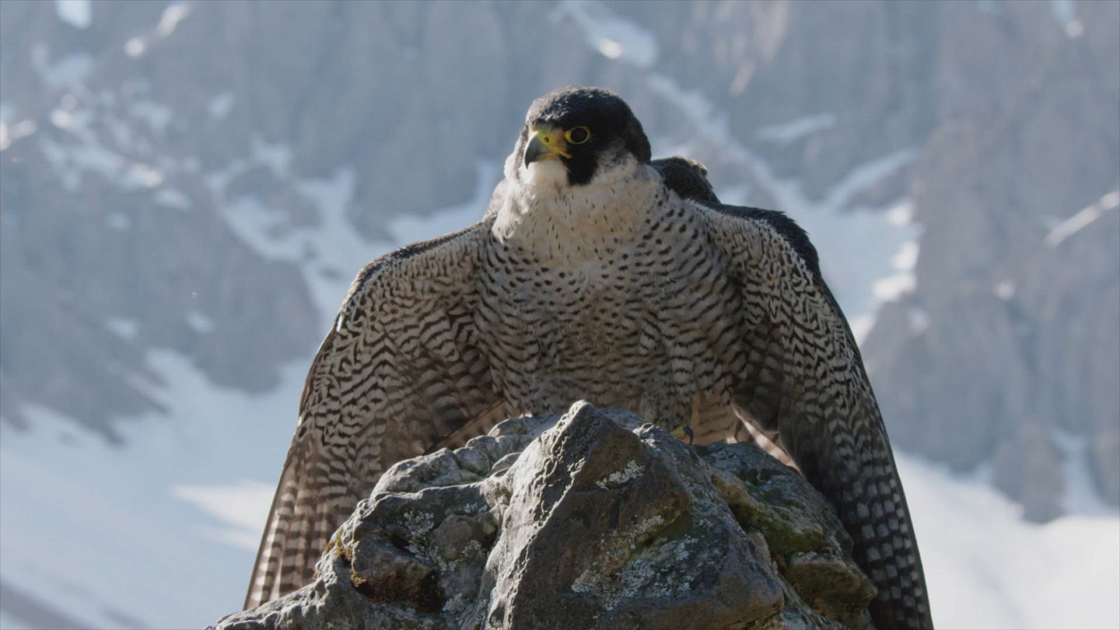 El maravilloso Tirol - Episodio 1: El reino del halcón peregrino - ver ahora