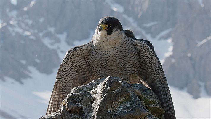 El maravilloso Tirol - El reino del halcón peregrino
