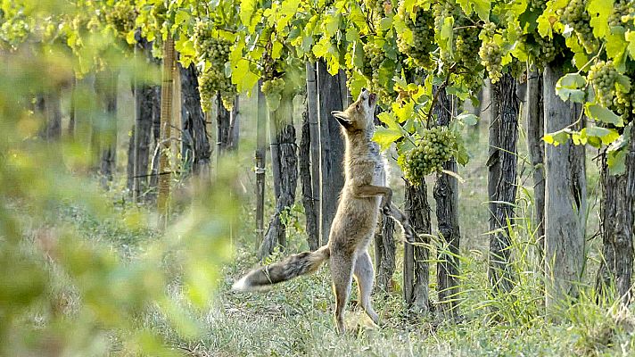 Somos Documentales - El imperio de la viña