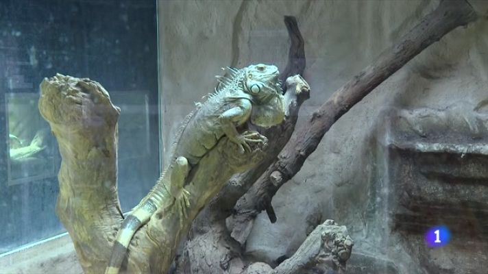 L'Informatiu - El comerç d'animals exòtics es dispara