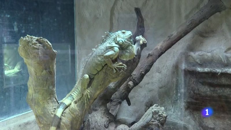 El comerç d'animals exòtics es dispara