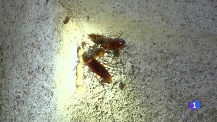 L'Informatiu - La lluita contra les plagues urbanes que la calor porta