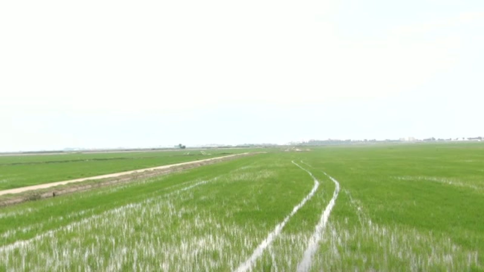 Ciclismo - Copa de España Féminas Clásica de l'arròs - ver ahora