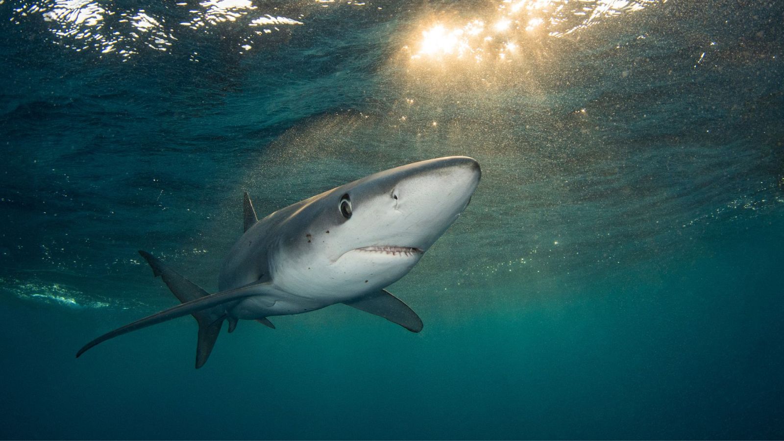 Biólogo marino sobre el avistamiento de tiburones en España: "Hacen una función increíble en nuestro ecosistema" - Ver ahora