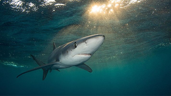 La hora de La 1 - Biólogo marino sobre el avistamiento de tiburones en España: "Hacen una función increíble en nuestro ecosistema"