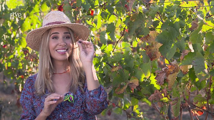 Va de verd - Anem de verema