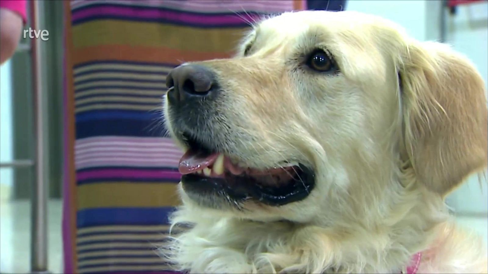 Perros en los juzgados de menores