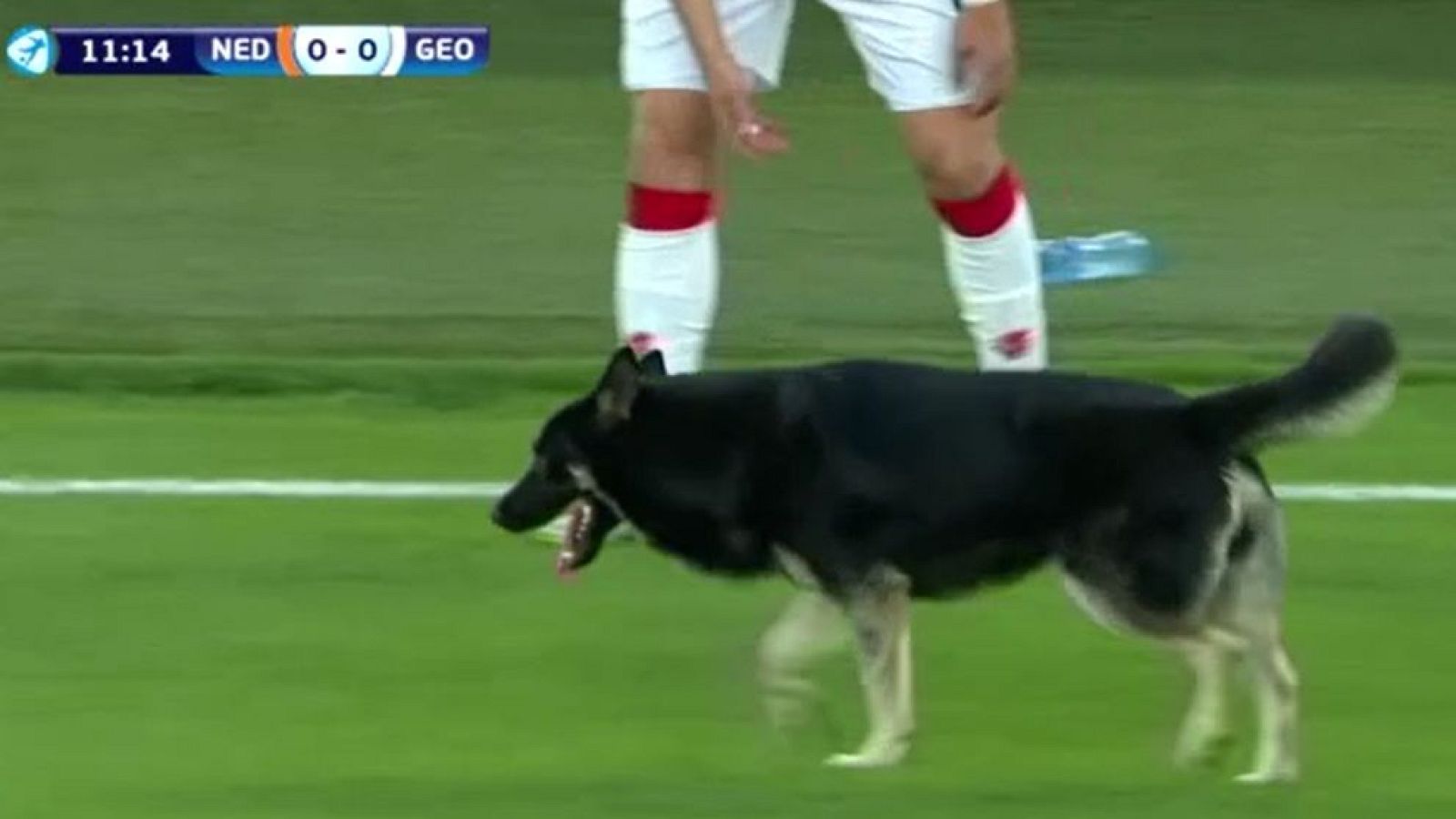 Europeo sub 21 | Un perro interrumpe el Países Bajos - Georgia - Estudio Estadio | Ver