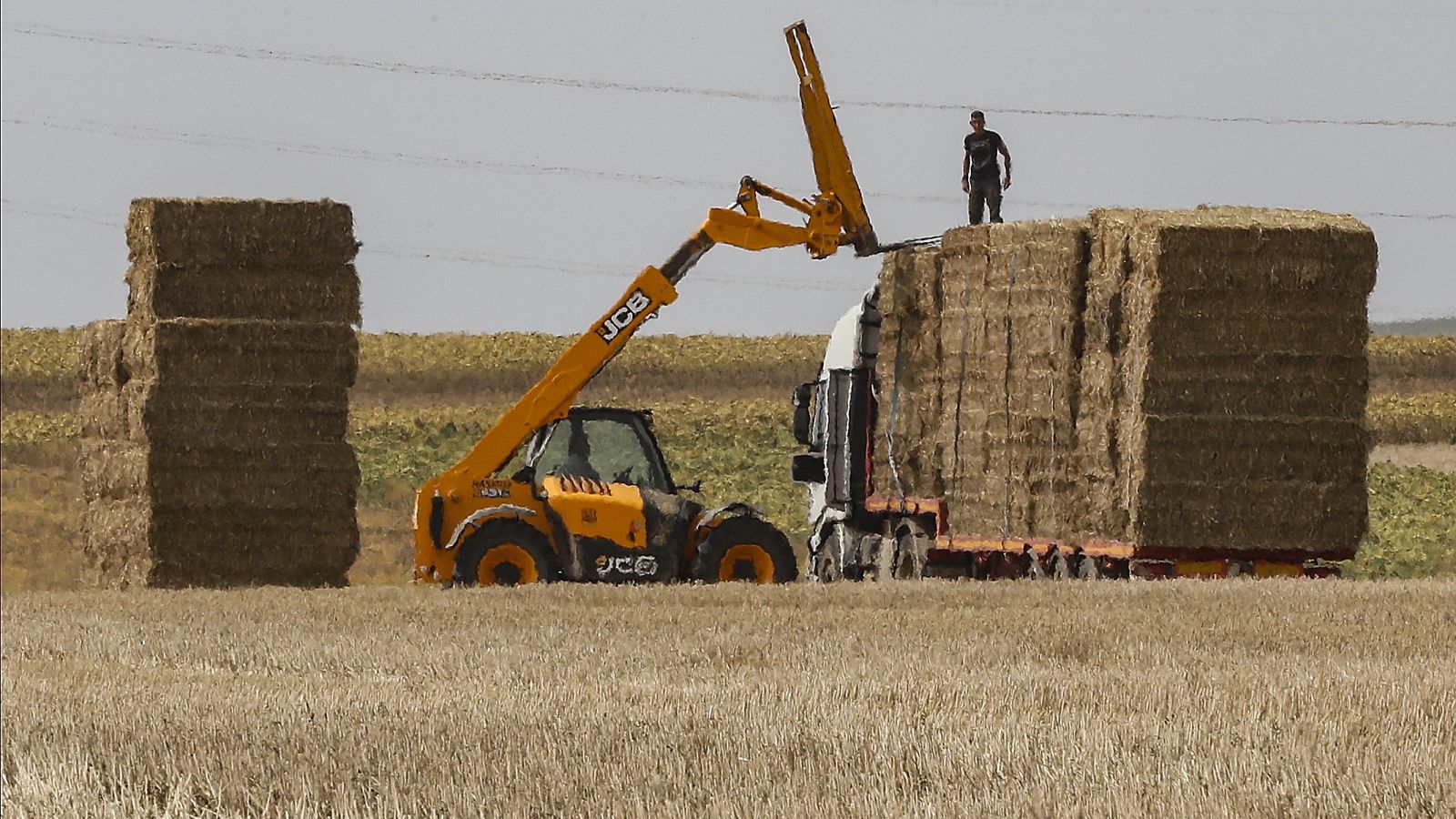 Trabajar en el campo con calor extremo, una práctica habitual con la llegada del verano
