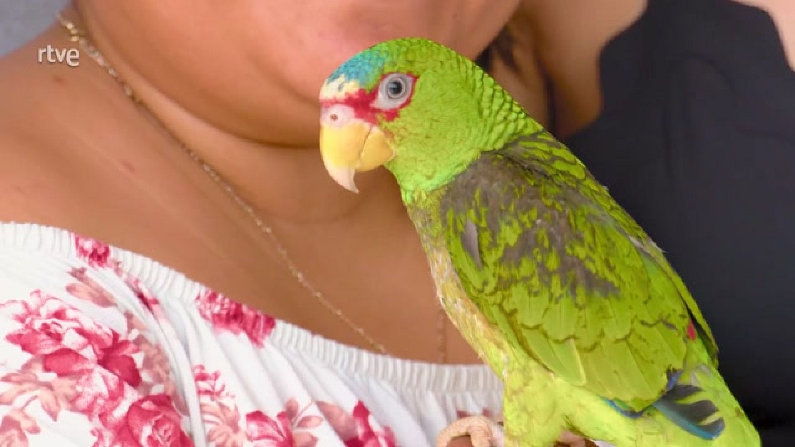 Aquí la Tierra - México y sus hamacas