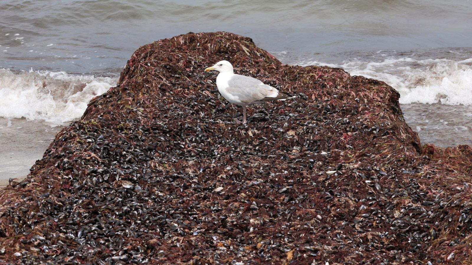 La playa gaditana de Los Caños de Meca está cubierta por un manto de alga invasora - Ver ahora