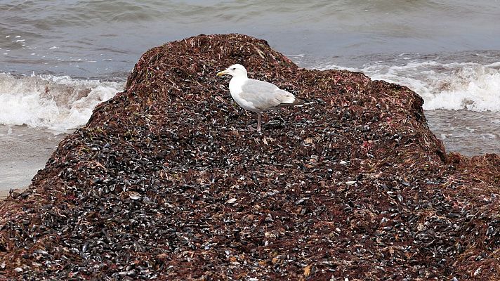 La hora de La 1 - La playa de Los Caños de Meca cubierta por una alga invasora